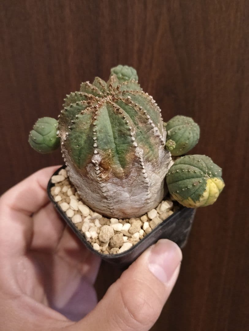 希少 木質化 ユーフォルビア オベサ 斑入り子株付き