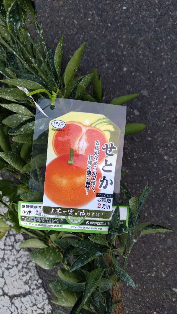 限定販売品！高級ブランドミカン! 幻のミカン苗木「せとか4年生」