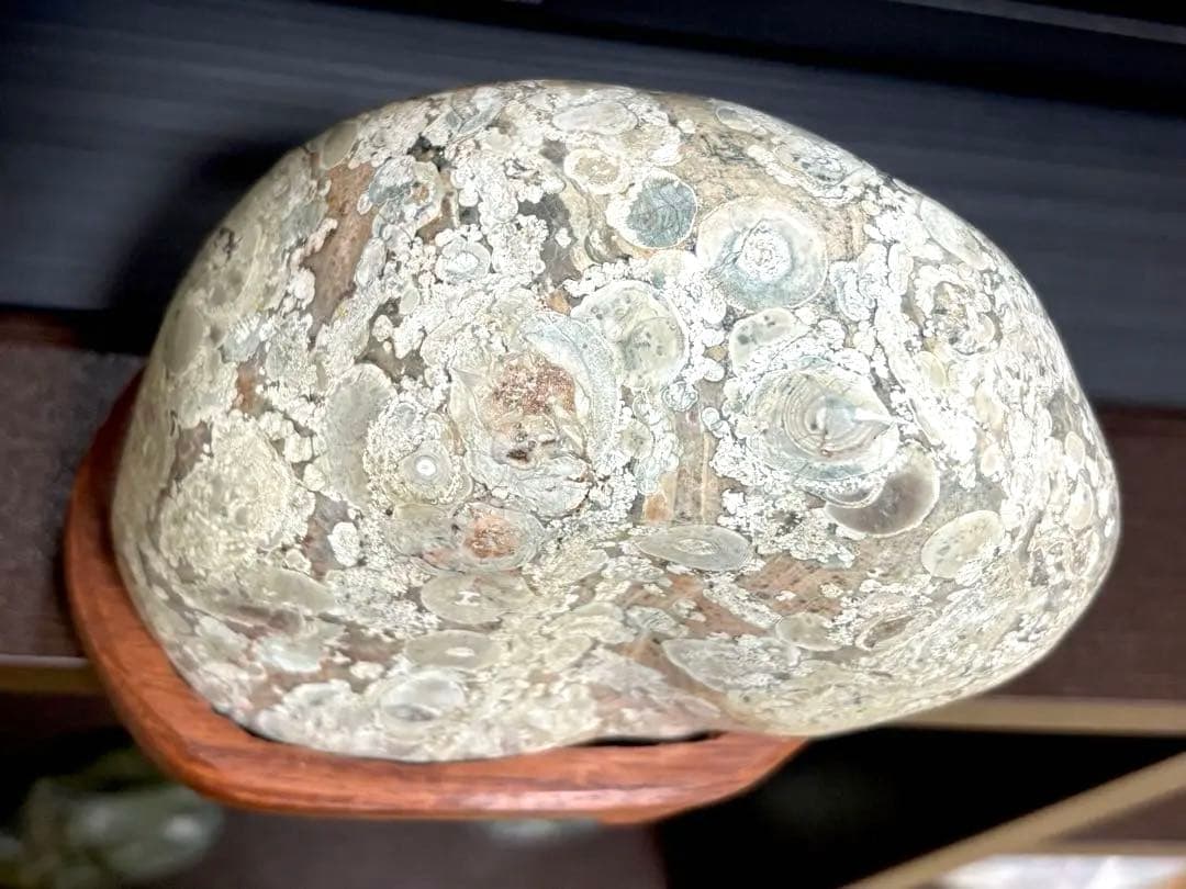 越前　梅花石　鑑賞石 紋様石 花模様 花石 水石　2163g 花梨台　希少
