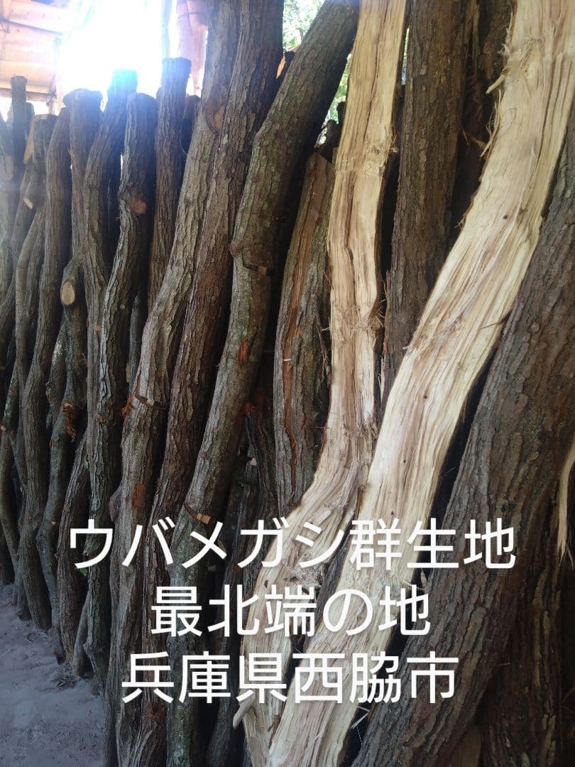 マエさん 半丸２５キロ