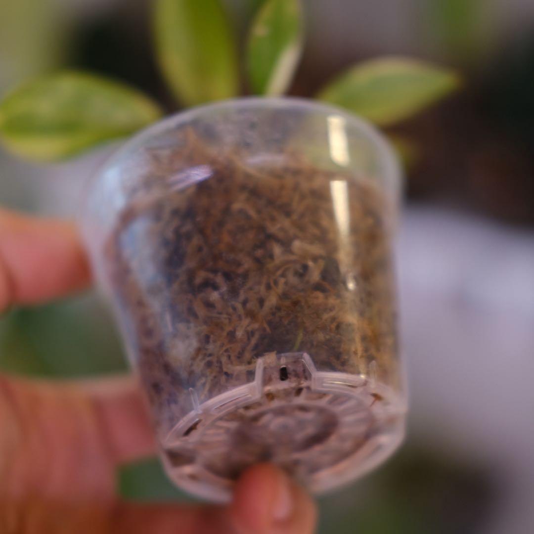 フィロデンドロン・レッドコンゴ｜Philodendron Red Congo②