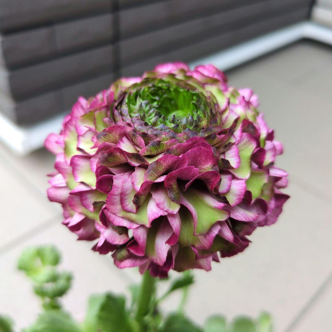 花苗　ラナンキュラス　ポンポン　マルヴァ　４号　３ポットセット　開花株　花芽付き
