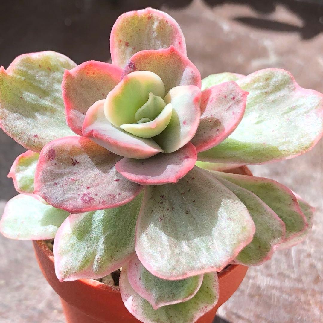 専用！多肉植物^o^  スヨン錦